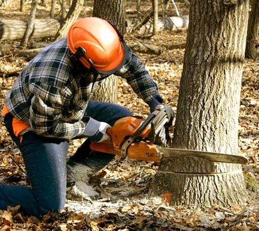 Tree Removal in The Rock, GA